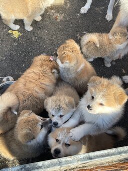 Akita inu Štěnata prodám - 3