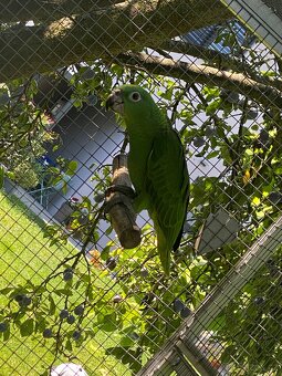 Amazonan surinamsky - 3