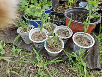 Cibule poschoďová prorůstavá ALLIUM X PROLIFERUM - sazenice - 3