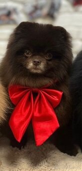 Pomeranian s PP - 3