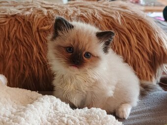 Ragdoll s PP - 3