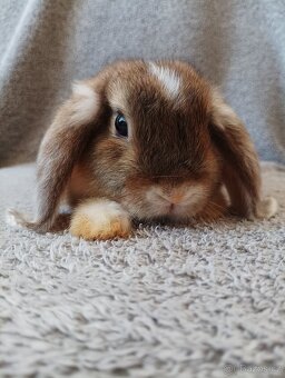 Samička zakrslého beránka 🐇 - 3