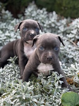 Stafordšírský bulteriér - 3