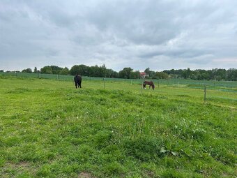 Nabízím Ustajeni - 3