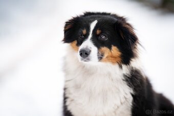 Miniaturní americký ovčák - 3