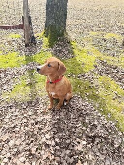 Štěně Jack Russel - 3