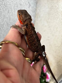 Agama vousata samicky - 3