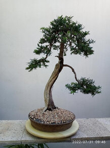 Tis červený bonsai - 3