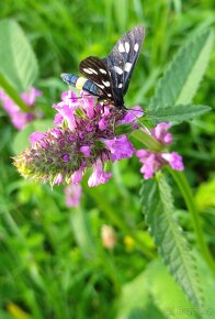 Bukvice lékařská - Betonica officinalis 700 semen 50 Kč - 3