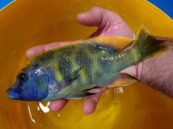 Tlamovci Malawi... Nimbochromis venustus 7-9cm - 3