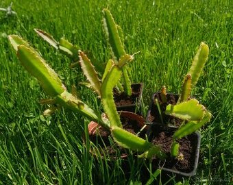 dračí ovoce (Hylocereus undatus), Pitahaya - 3