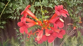 Campsis grandiflora - trubač velkokvětý - červené květy - 3