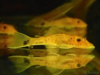 ancistrus super red - 3