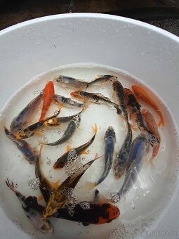 KOI - TÁBOR - 3