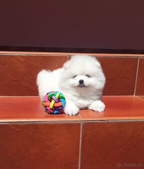 Bílá Pomeranian štěňata - 3