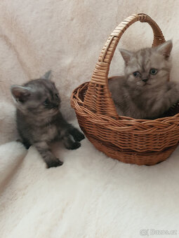 Prodám kotata Whiskas - 3