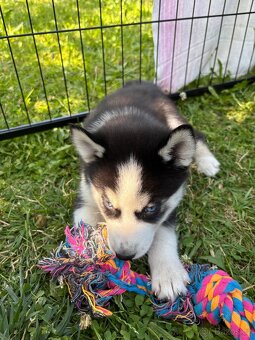 Štěně Husky bez PP - 3