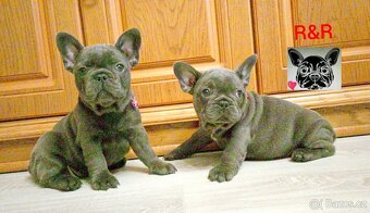 Francouzský buldoček modrý - French bulldog blue - 3
