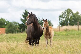 Klisna Welsh Cob - 3