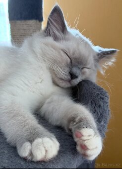 Ragdoll velmi nádnehné koťátko bez PP - 3