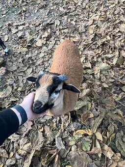 Kamerunské ovce - 3