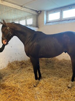 PRODÁM 4 LETÉHO VALACHA - 3