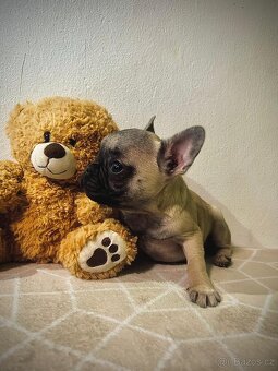 Francouzský buldoček - 3