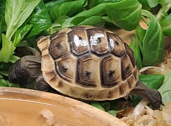 Suchozemské želvy žlutohnědé - 3