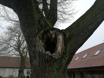 KOUPÍM dřevo na topení - 3