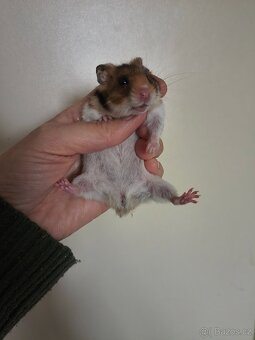 Křeček syrský - 3