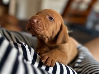 Maďarský ohař krátkosrstý - 3