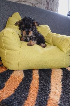 Jorkšírský teriér štěňata bez PP - 3