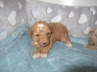 Maltipoo štěňátka - 3