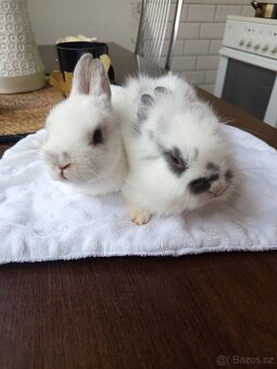 Zakrslý králíci - 3