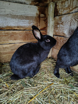 Králík - samci - 3