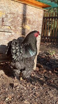 Brahmánka černá kohout - 3