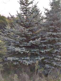 vanočni stromek velky - 3