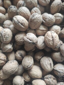 Vlašské ořechy loupané, neloupané. - 3