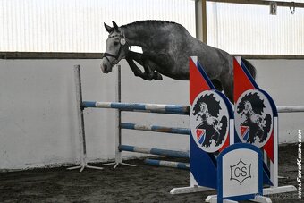 Klisna po Cornet de Lux - 3