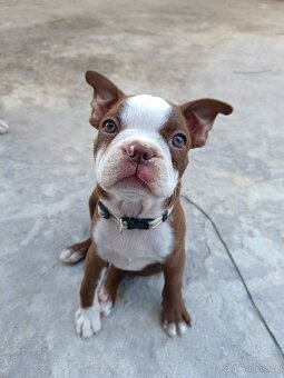 Bostonský teriér, štěňátko s PP - odběr únor 2026 - 3