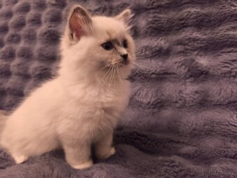 Ragdoll kocourci - 3