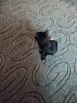 Daruji dvě koťátka - 3