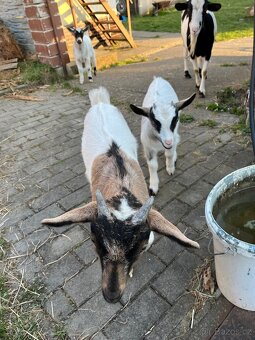 Koza holandská zakrsla - 3