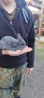 Zakrslý králíček - 3