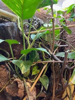 Terárium 4060100 - 3