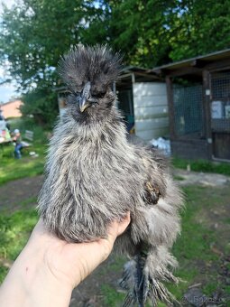 Krasny mlady kohoutek hedvabnicky - 3