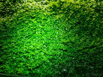 Prodám akvarijni rostliny Riccia - 3