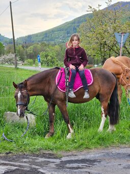 Welsh pony - 3