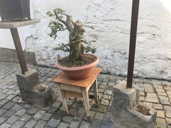 Bonsaj bonsai - 3
