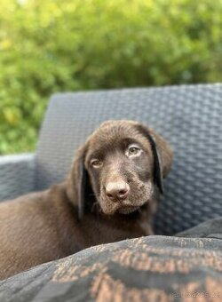 štěňata labrador a hnědý kluk – připravena k odběru - 3